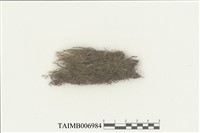 藏品(鞭蘚屬)的圖片